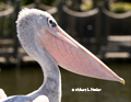 Pink-Backed Pelican