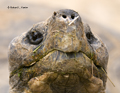 Galapagos Tortoise