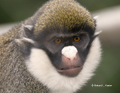 Lesser Spot-Nosed Guenon