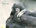 Juvenile Bonobo