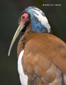 Madagascar Crested Ibis