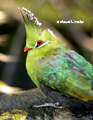 Livingstone's Turaco