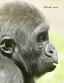 Juvenile Gorilla