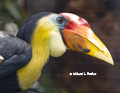 Wrinkled Hornbill