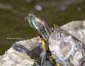 Painted Turtle