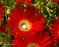 Ice Plant