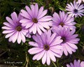 African Daisy