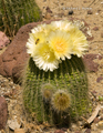 Barrel Cactus