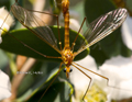 Crane Fly