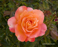 Orange Rose