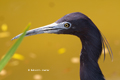 Little Blue Heron