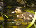 Juvenile Mallard