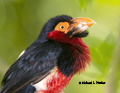 Bearded Barbet