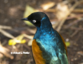 Superb Starling