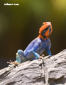 Red-Headed Rock Agama