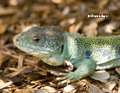 Ocellated Lizard (in Spring)