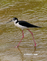 Black-Necked Stilt