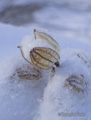 Caught in the Snow