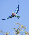 Lilac-Breasted Roller