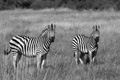 Plains (Burchell’s) Zebra