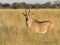 Roan Antelope