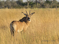 Roan Antelope