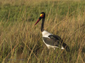 Saddle-Billed Stork (female)