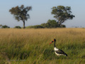 Saddle-Billed Stork (female)