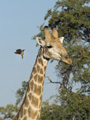 Southern Giraffe and Red-Billed Oxpecker