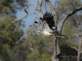 Red-Billed Hornbill