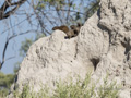 Dwarf Mongoose