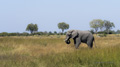 African Elephant