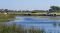 African Elephants