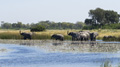 African Elephants