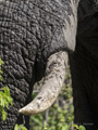 African Elephant Tusk