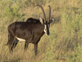 Sable Antelope (male)