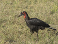 Southern Ground Hornbill