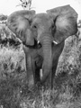 African Elephant