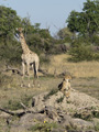 Cheetah, Southern Giraffe, and African Elephant