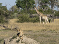 Cheetah, Southern Giraffe, and African Elephant