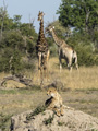 Cheetah and Southern Giraffe