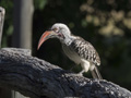 Red-Billed Hornbill