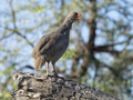 Red-Billed Spurfowl