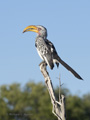 Southern Yellow-Billed Hornbill