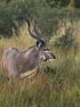 Greater Kudu (male)