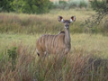 Greater Kudu (female)