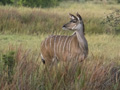 Greater Kudu (female)