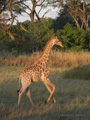 Southern Giraffe (juvenile)