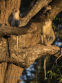 Black-Faced Vervet Monkey