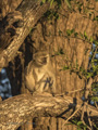 Black-Faced Vervet Monkey